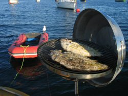 Barbeque fish - with seagull waiting on...