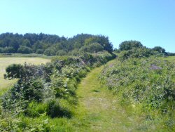 Lane to the top of Tresco.