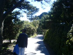 Leafy lane on Tresco.