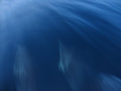 Two dolphins - yes, they really are.