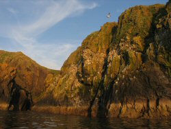Guillemot colony.