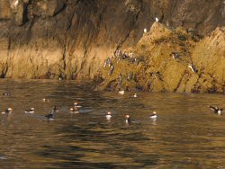 Puffins - yeah!