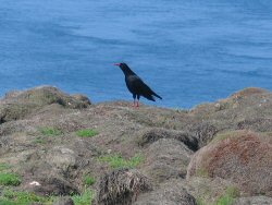 A Chough - he was lucky to see us.
