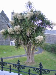 Fragrant tree in Port St Mary.