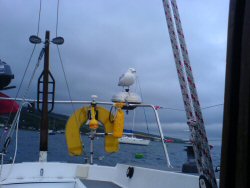 Obviously not interested in doing any fishing for himself.