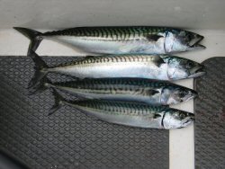 Four fine fish caught in less than sixty minutes.