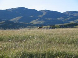 We encountered several deer on our walk, some in pairs, some with antlers.