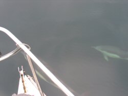 A grown up and her (his?) young.