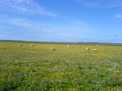 Flowers and sheep (oh, and the sun decided to make an appearance too).