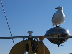 Don't you know it's rude to watch people eat their dinner?