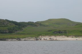 Cows from the farm at Gallanaich, Isle of Muck.