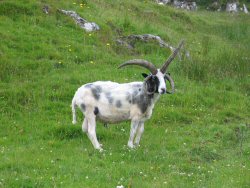 I think he knew he looked stupid - he'd just been sheared and probably felt quite shy.