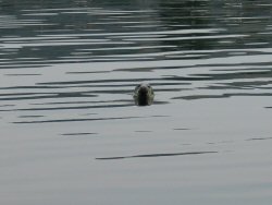 A tame seal in the anchorage at Ullapool.