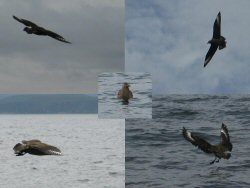 Great Skua gallery.