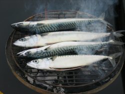 Four of our eight fine fish.