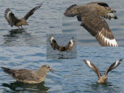 Great Skua - happy receiver of free food (bottom left shows it with a sliver of fish in its mouth).