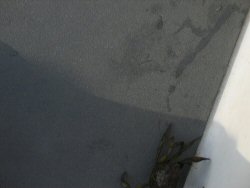 Crabs - too small to eat but grateful for our offering of fresh fish.