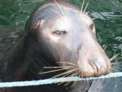 Hungry fisherman's friend.