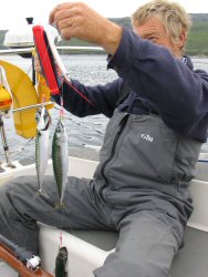 Three fine fish caught all at once, at the same time, on the same line!